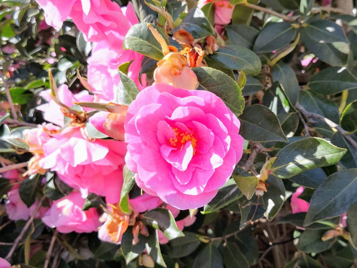 Teeing off in the green